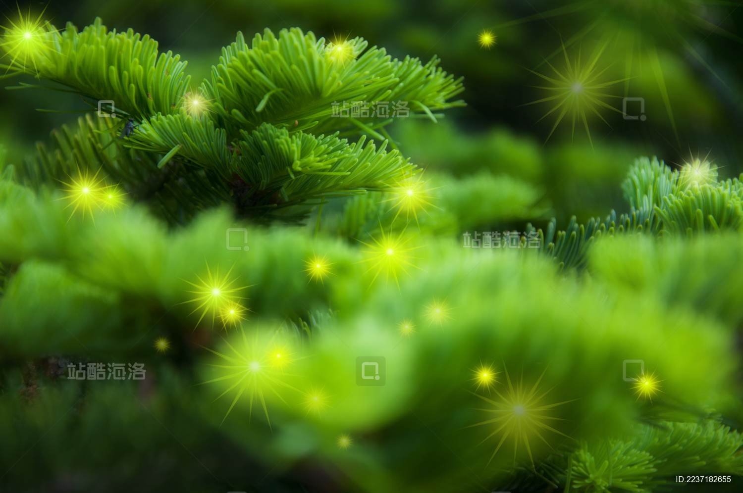 圣诞节柏树装饰上亮丽的星芒