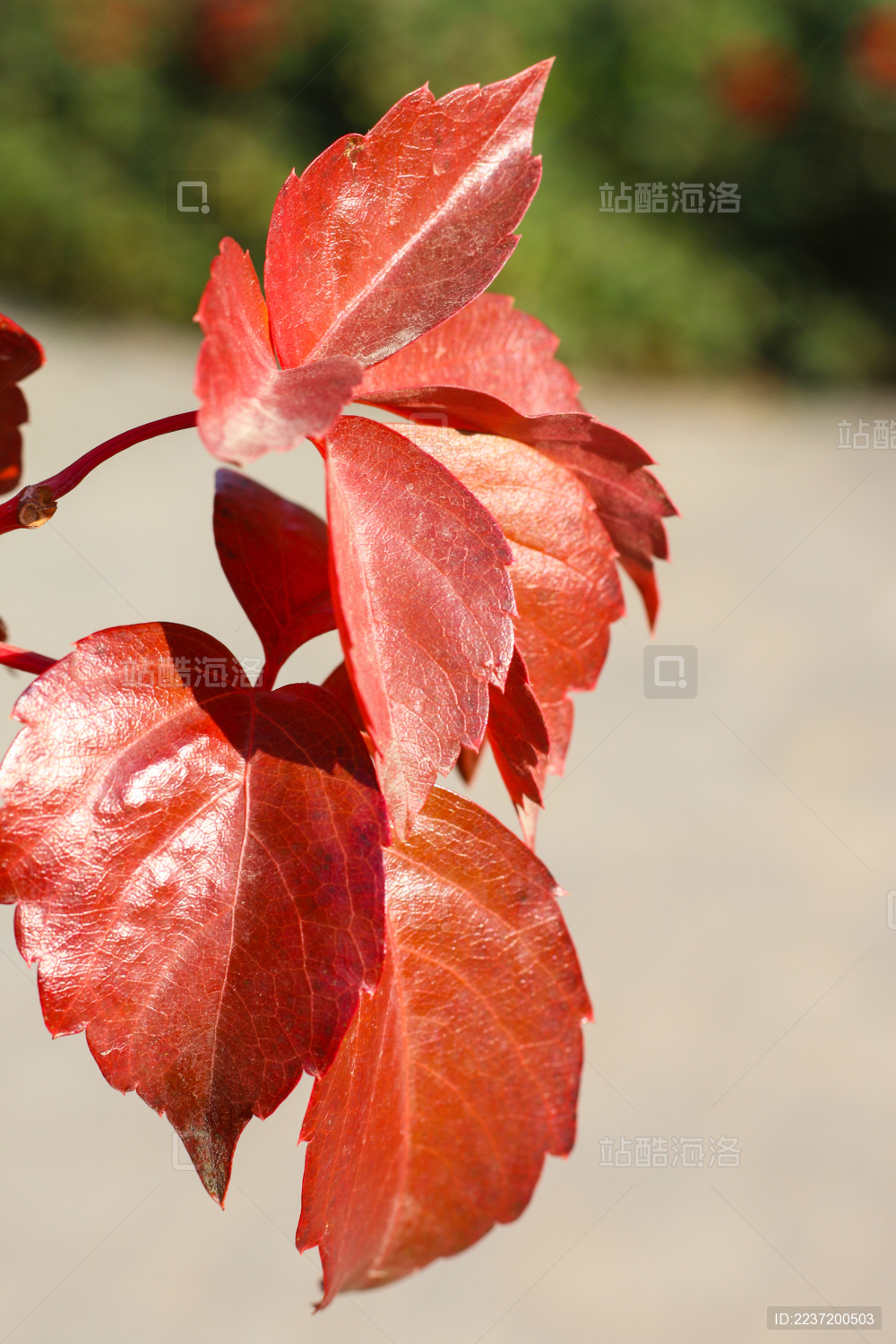 秋季公园里红色的爬山虎叶子