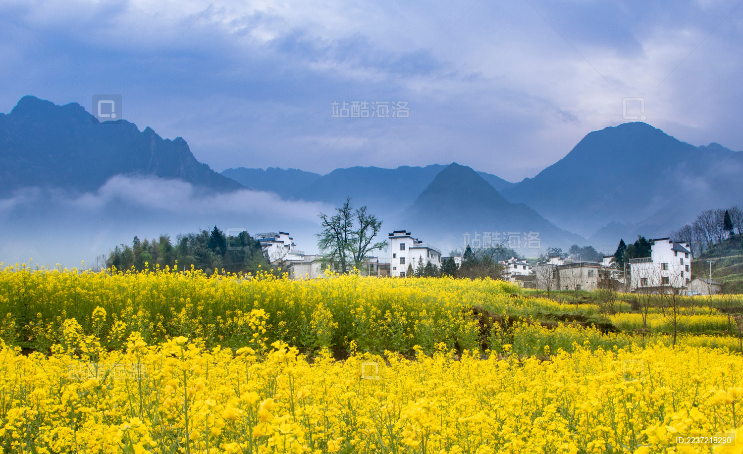 安徽村庄山间云雾缭绕的油菜花田