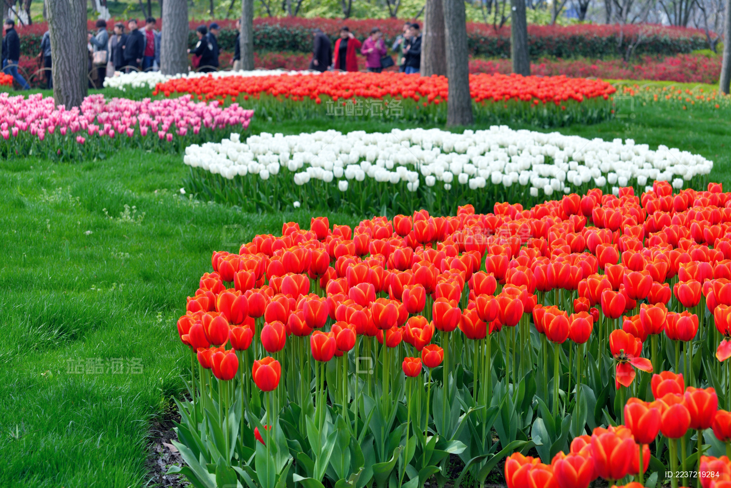 春天里色彩缤纷的郁金香鲜花背景