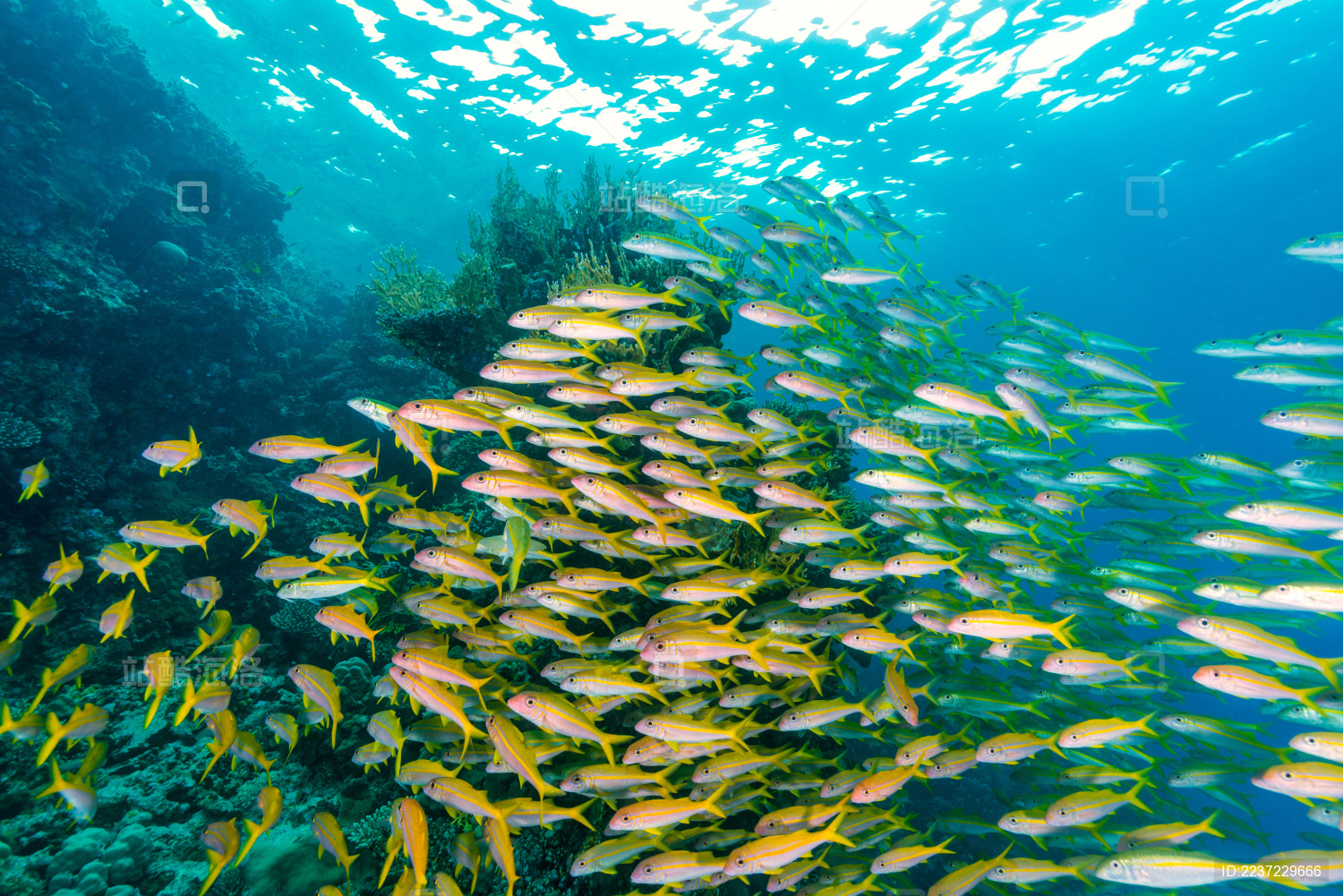 夏季白天埃及红海水下珊瑚礁与鱼群