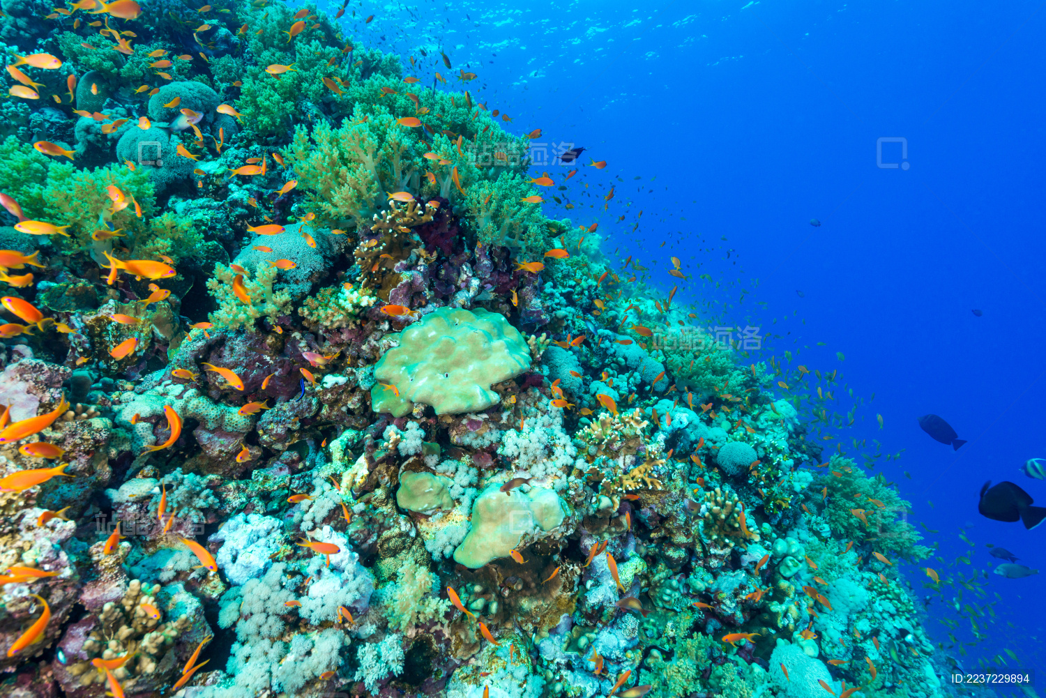夏季白天埃及红海水下珊瑚礁与鱼群
