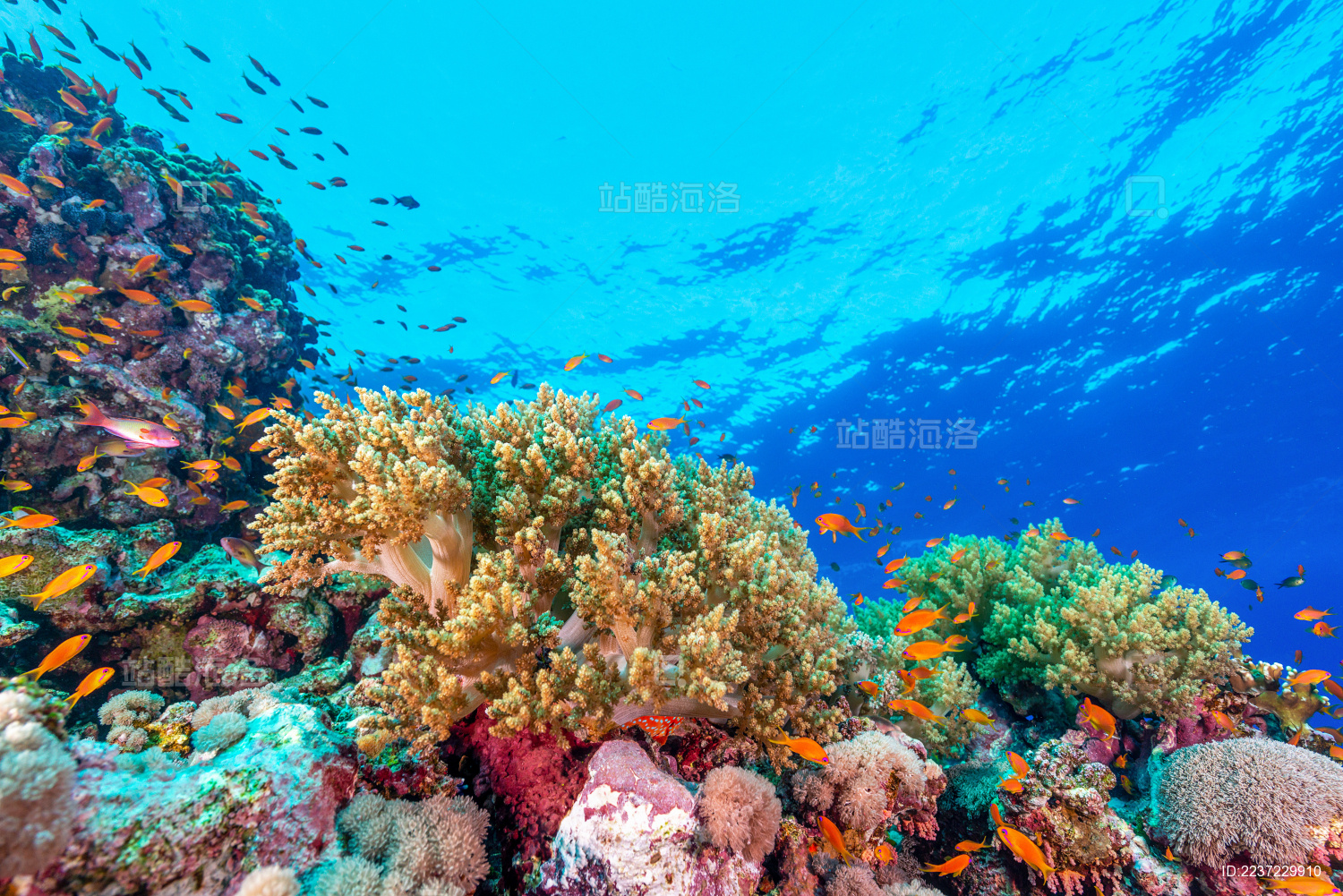 夏季白天埃及红海水下珊瑚礁与鱼群