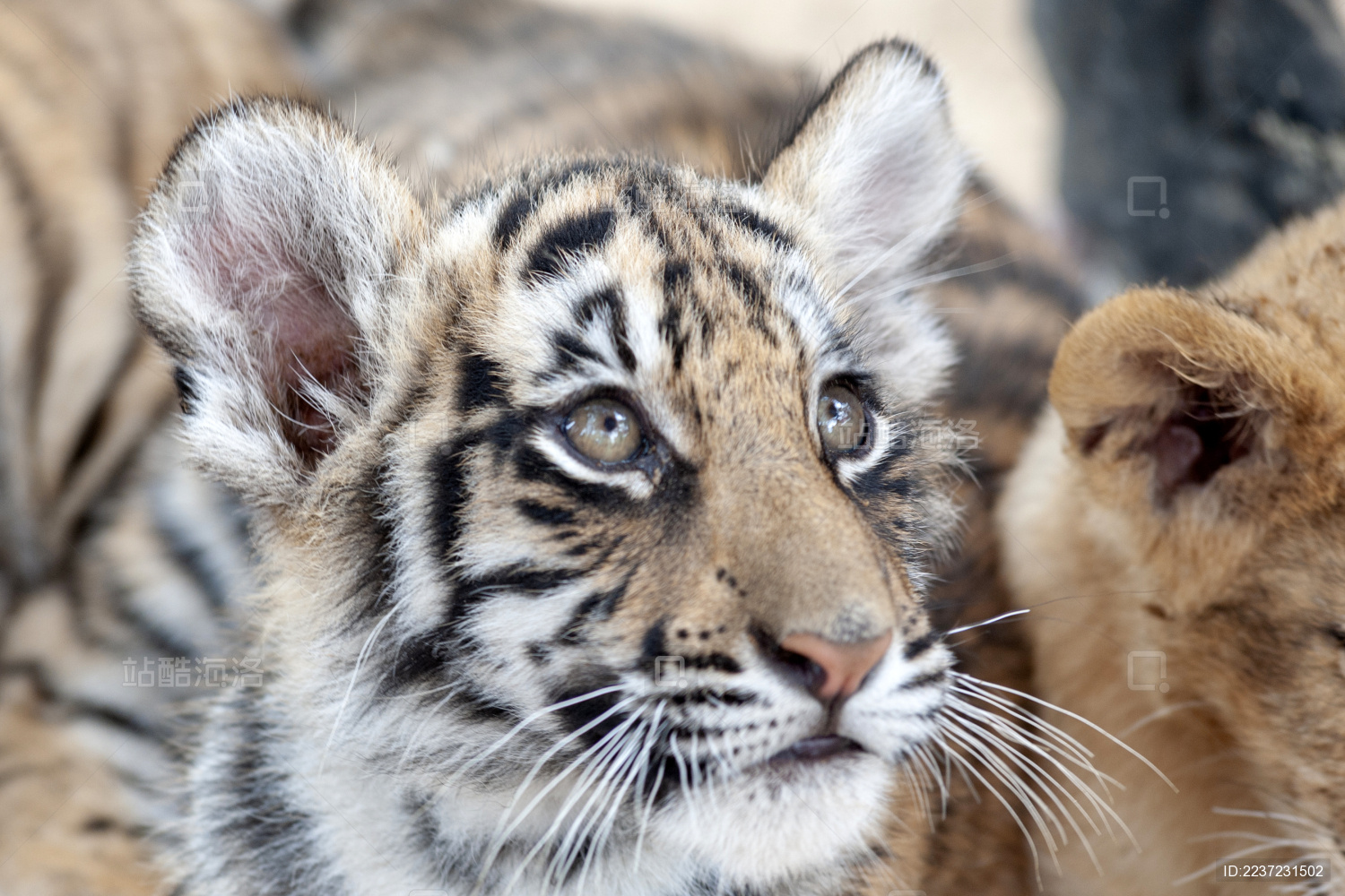 野生动物园中的老虎幼崽卖萌可爱