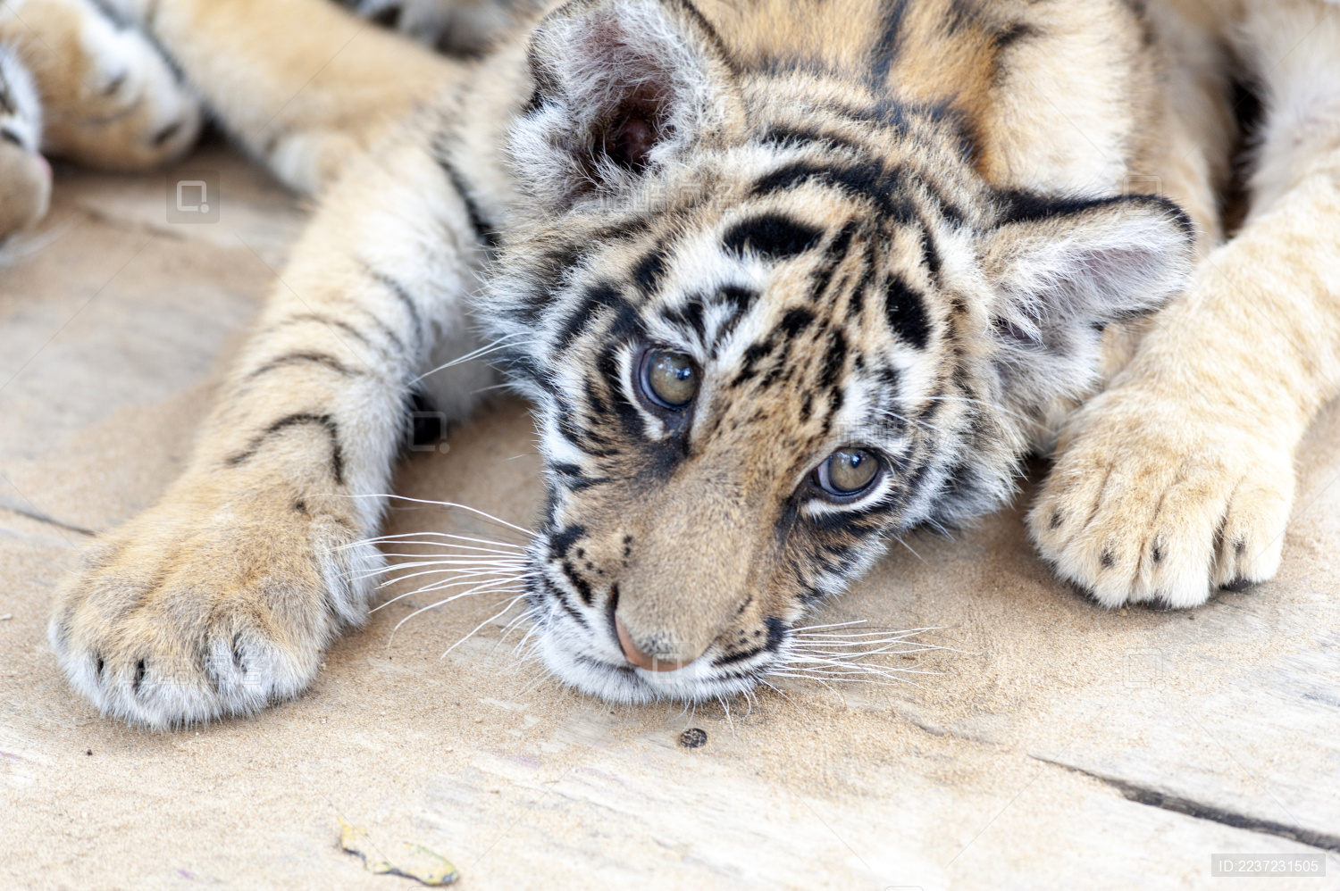 野生动物园中的老虎幼崽卖萌可爱
