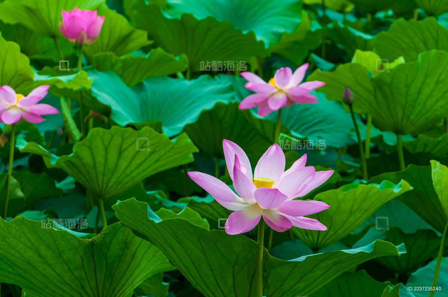 夏季白天大明湖公园里盛开的荷花