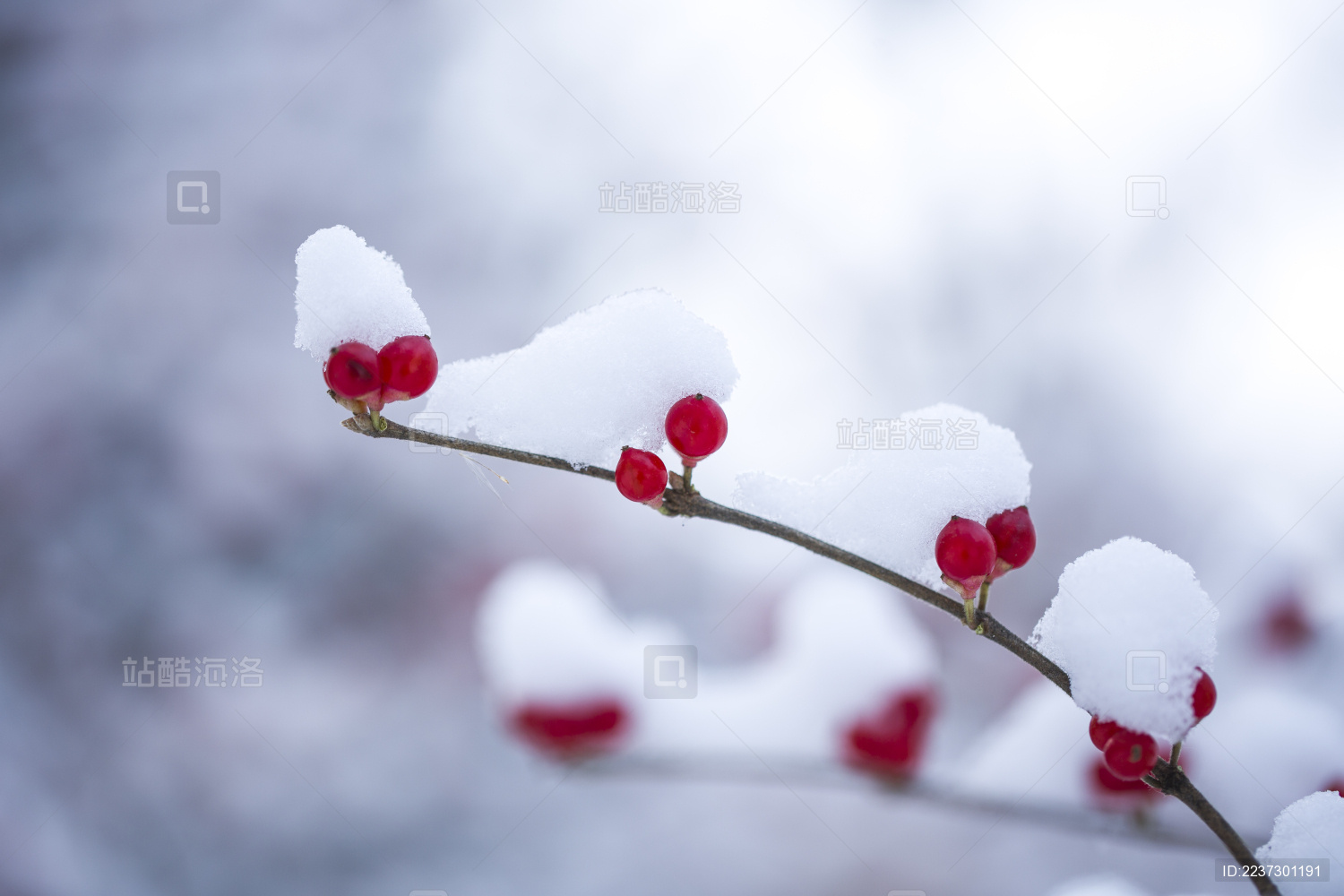 红豆红果积雪下雪冬天节气