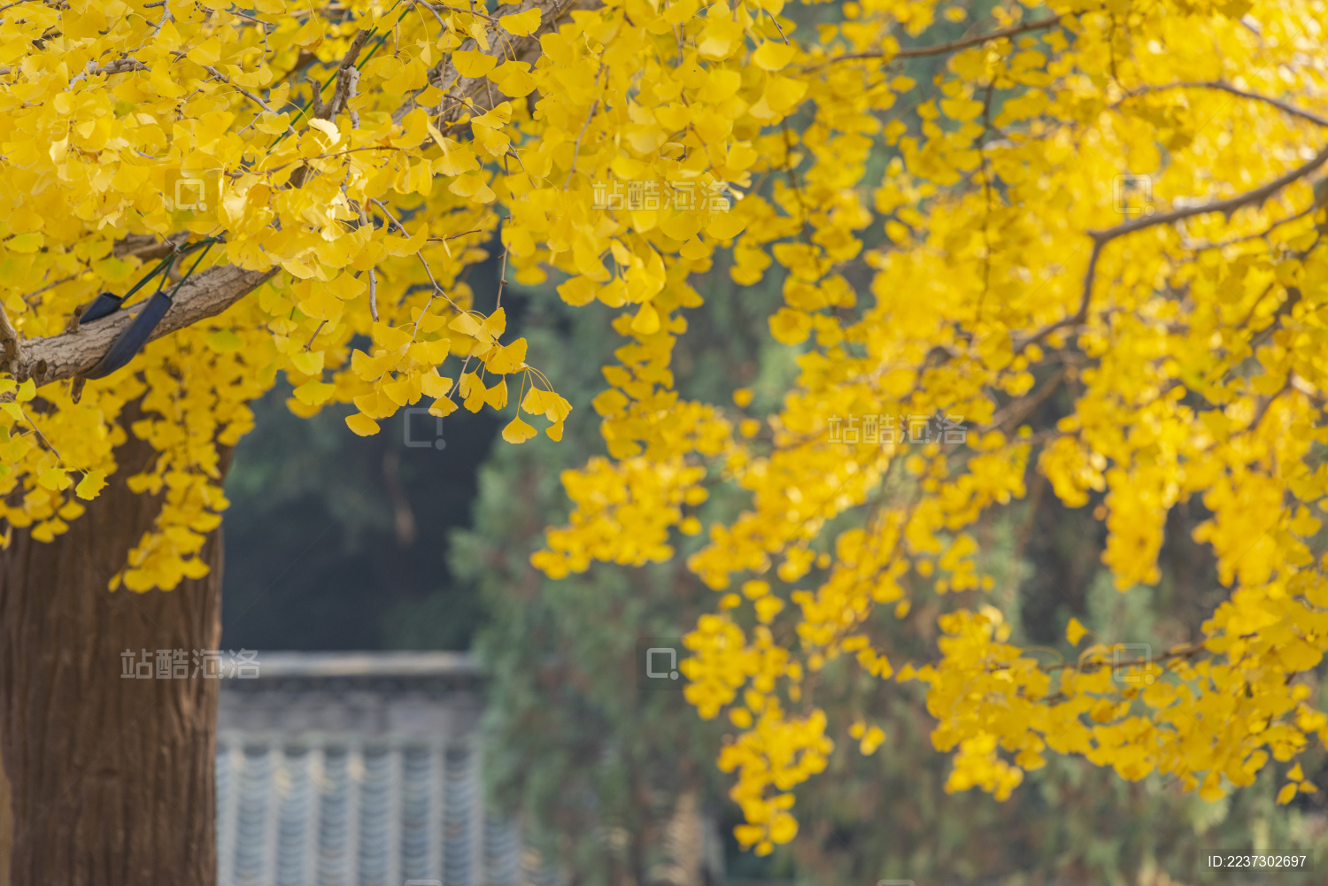 山东莒县定林寺里的千年古银杏之王