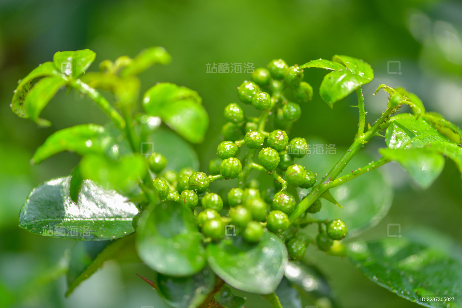 特色农产业青花椒种植基地