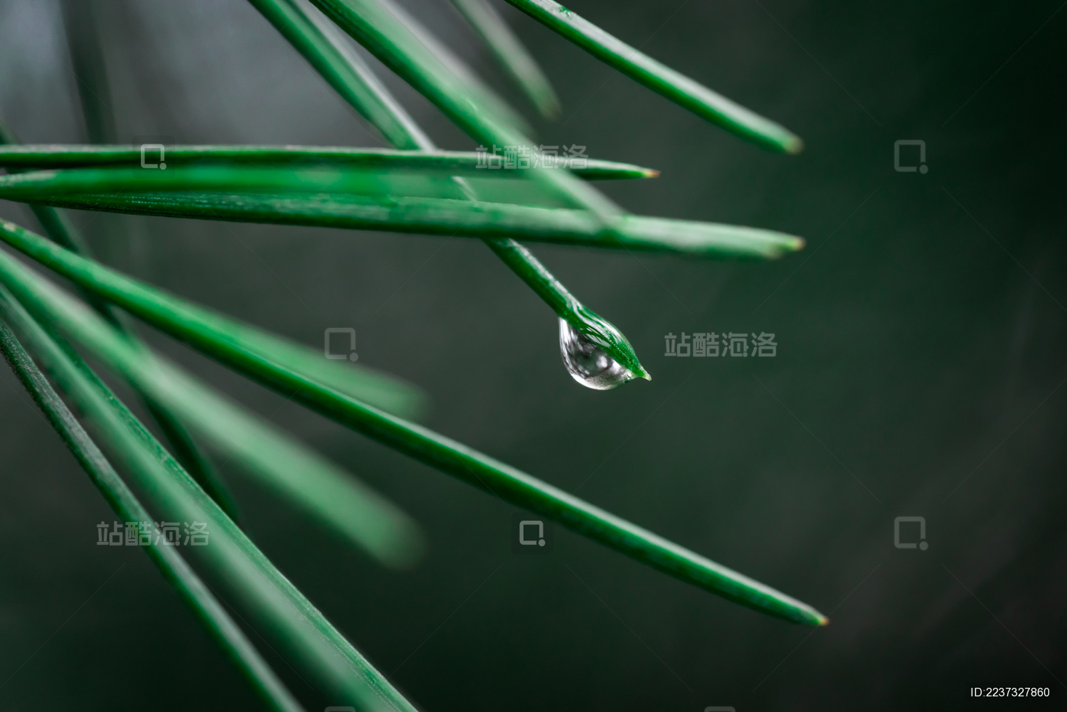 春雨过后 大自然松针上的露珠