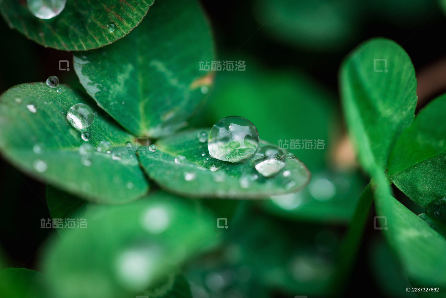 春雨过后三叶草上晶莹剔透的露珠