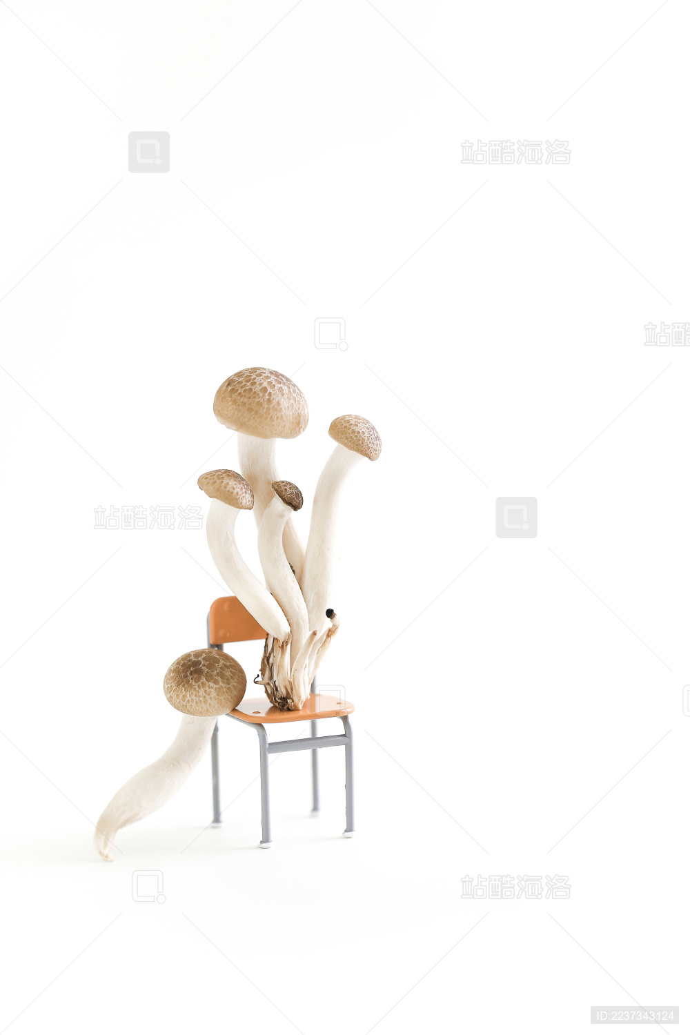 白色背景上的蟹味菇创意拍摄