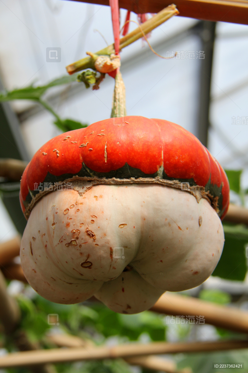 北京市丰台区世界花卉大观园大肚南瓜