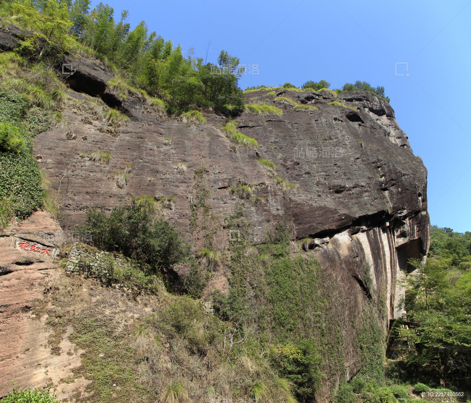 中国福建省武夷山九龙窠景区 大红袍母树生长于此处陡直的山岩下