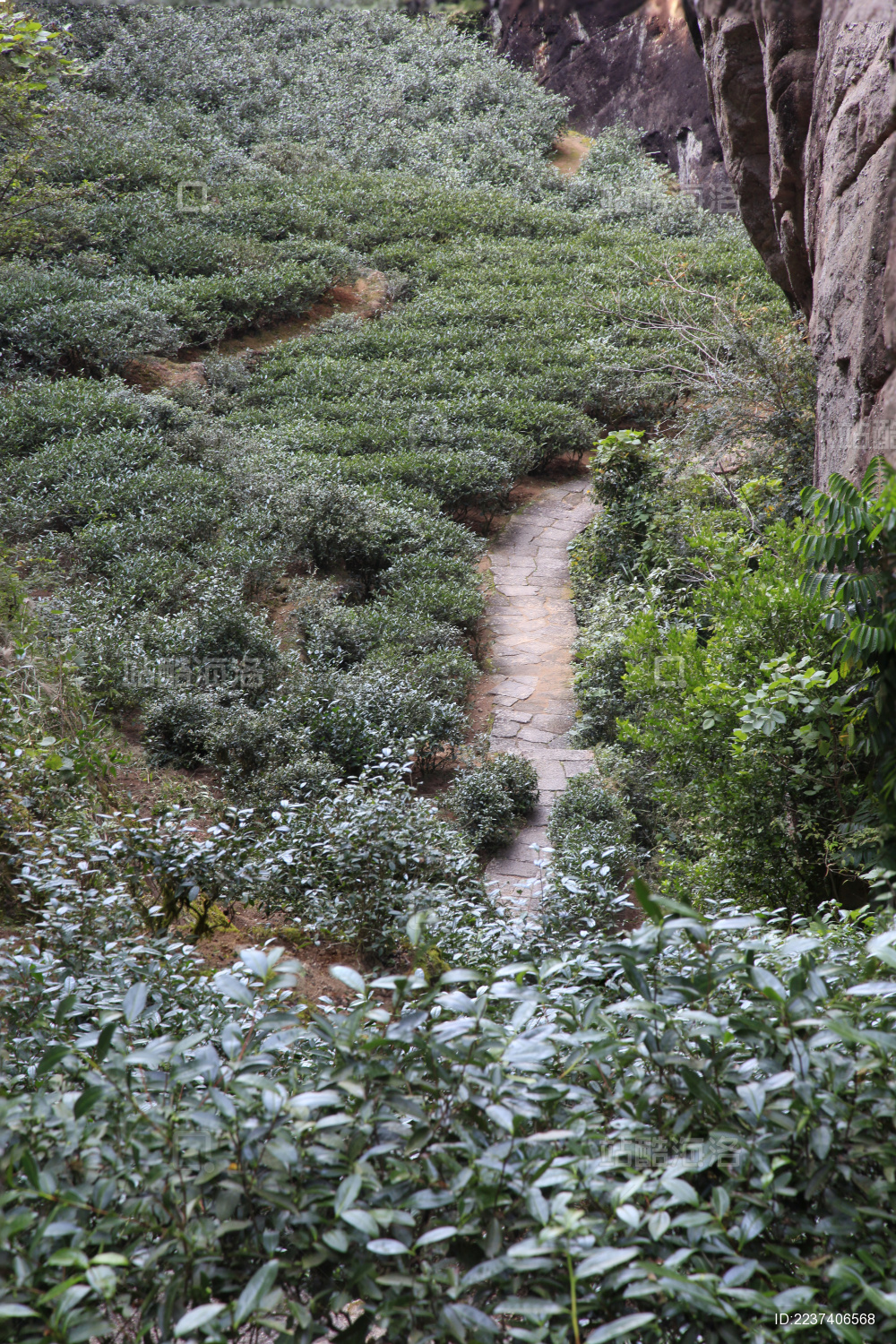 中国福建省武夷山中著名的“岩骨花香”慢游道