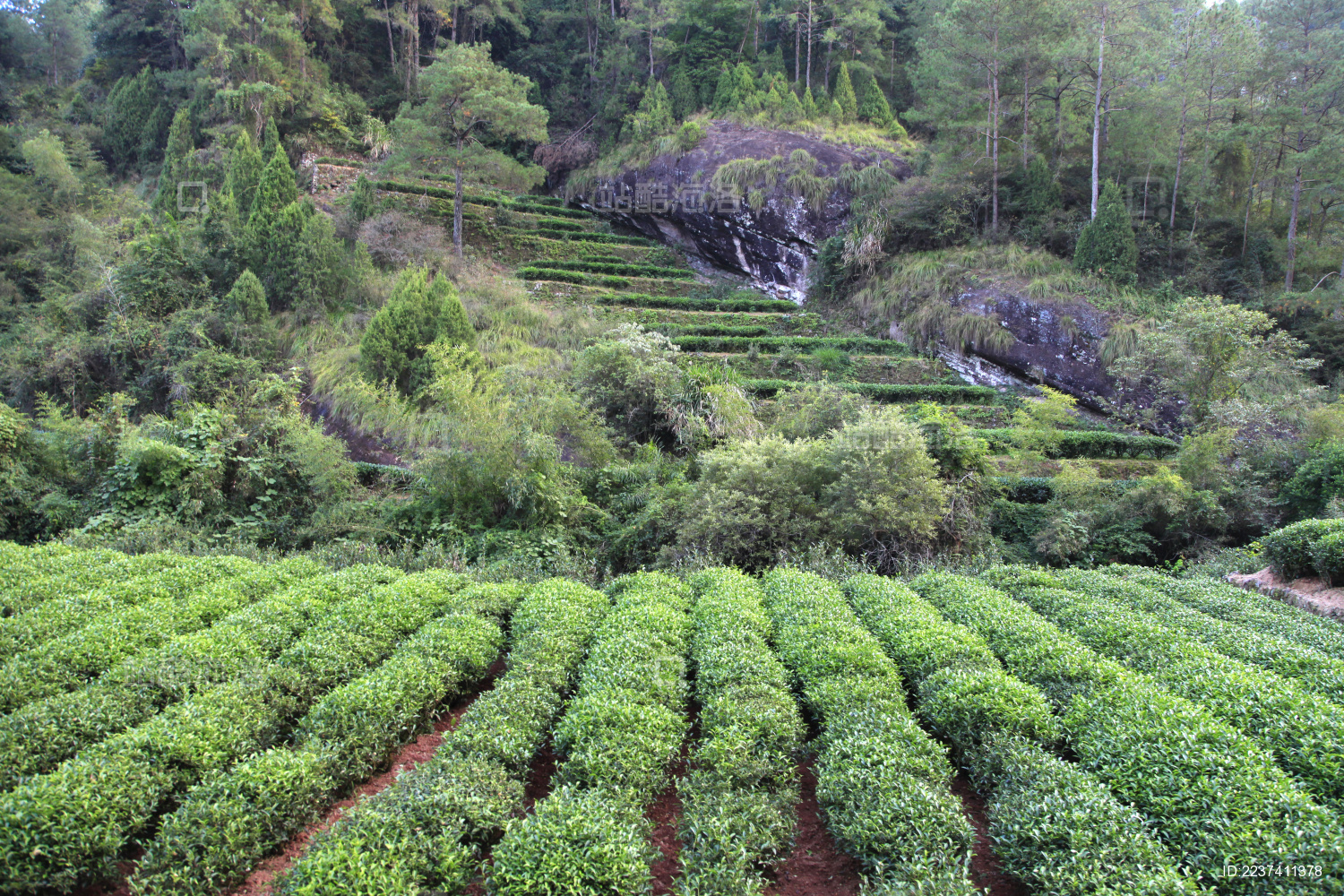中国福建省武夷山中遍布着片片茶园