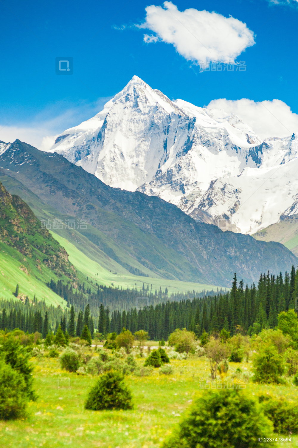 中国新疆夏塔景区的云杉林与雪峰