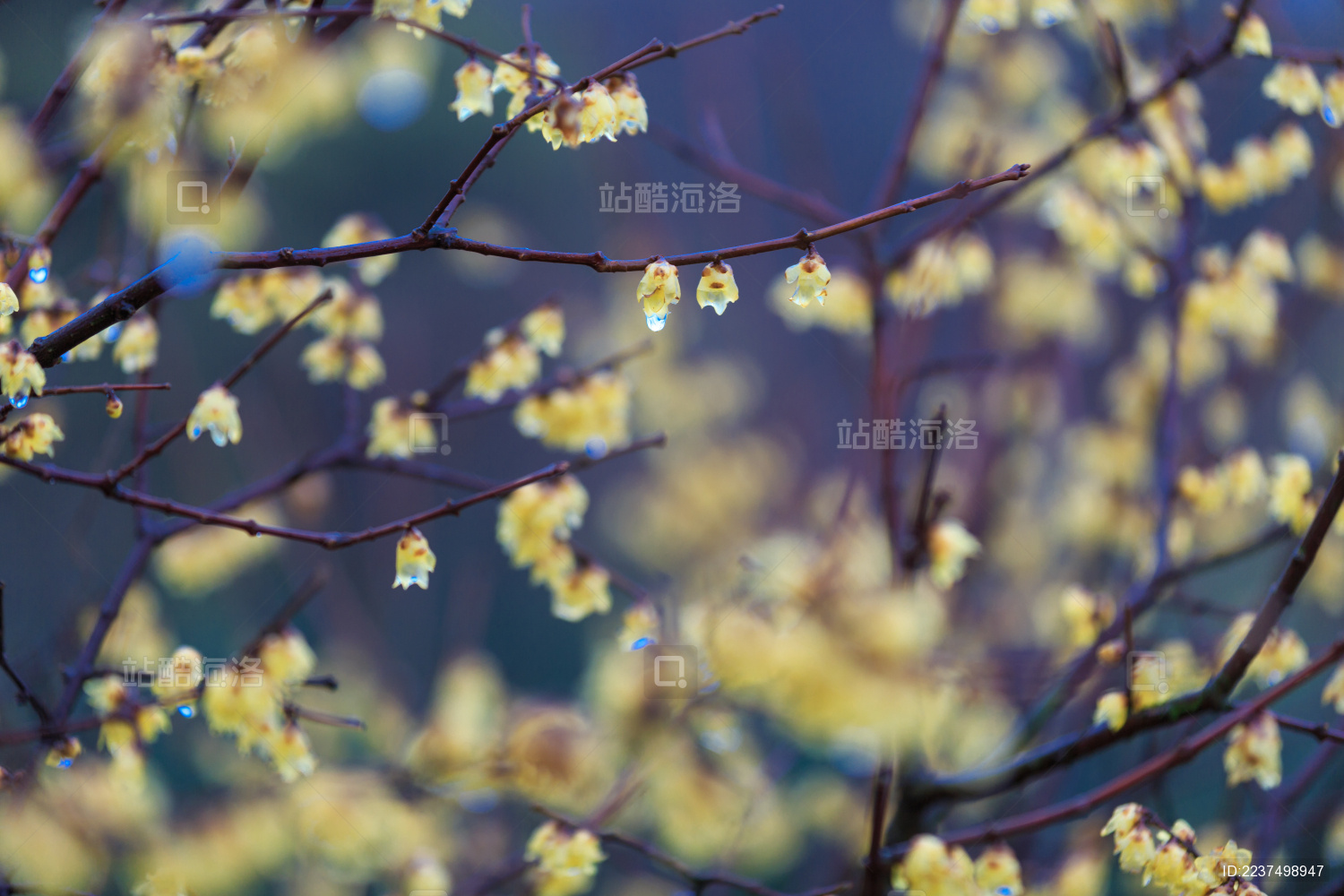 雨中盛开的美丽腊梅花。