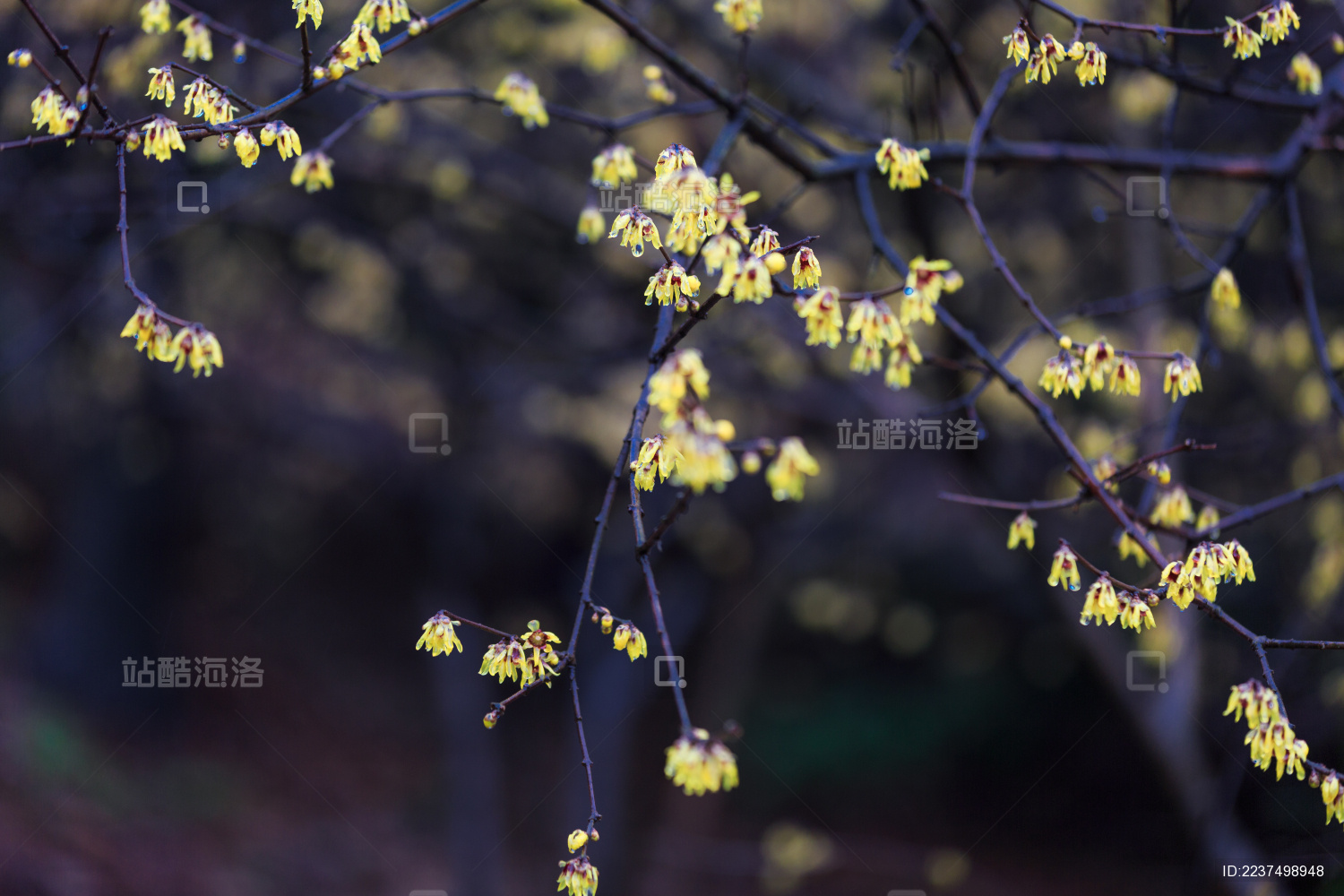 雨中盛开的美丽腊梅花。