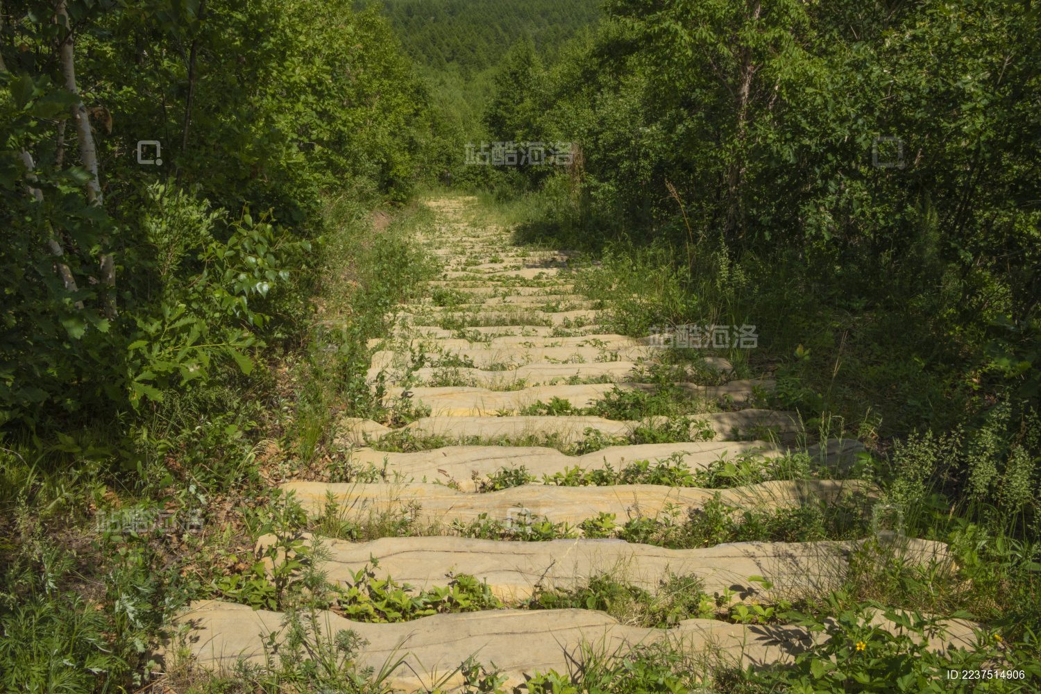 中国大兴安岭森林中长满小草的台阶