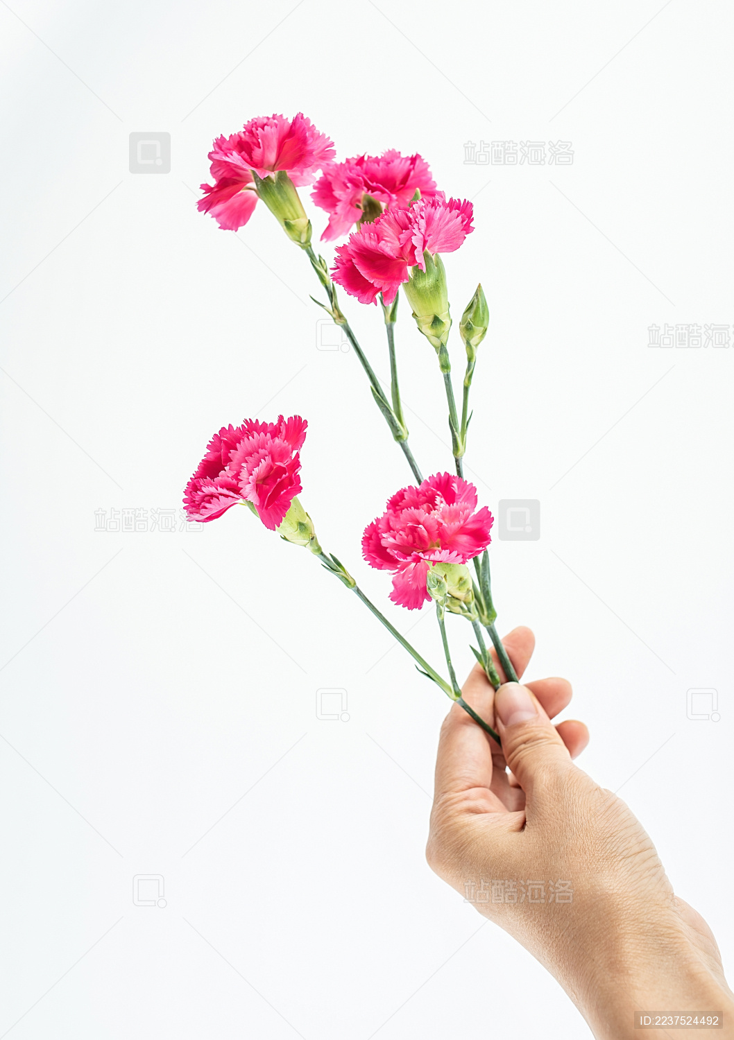 白背景上手持一束康乃馨鲜花