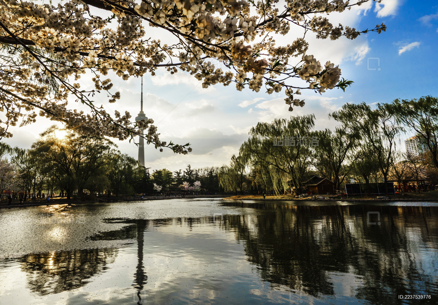 北京玉渊潭公园春天樱花盛开