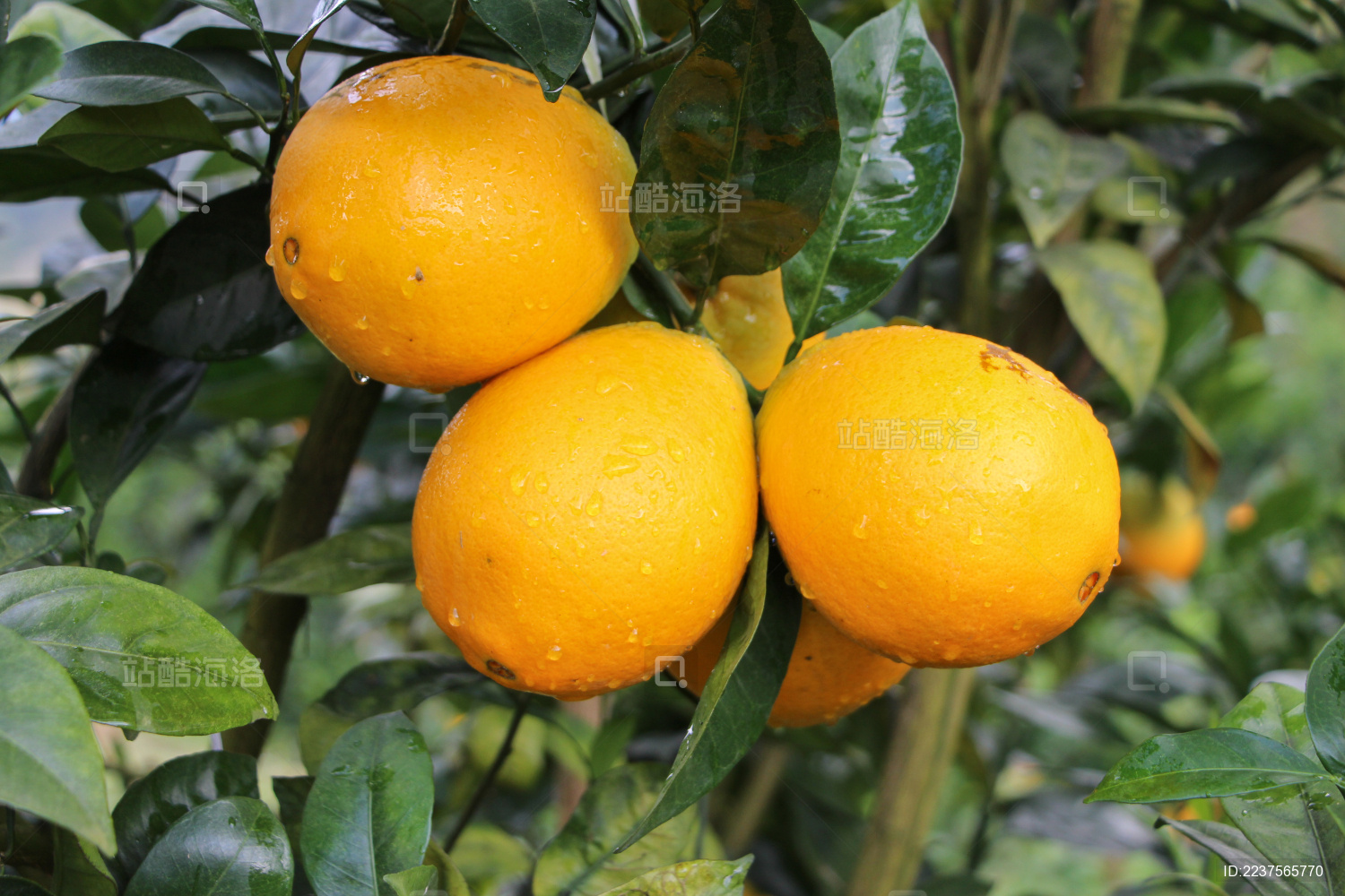 挂着枝头的纽荷尔脐橙