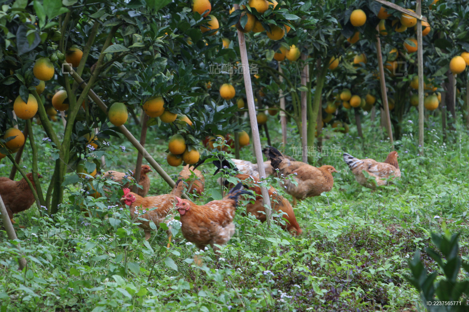 生态种植的橙子树
