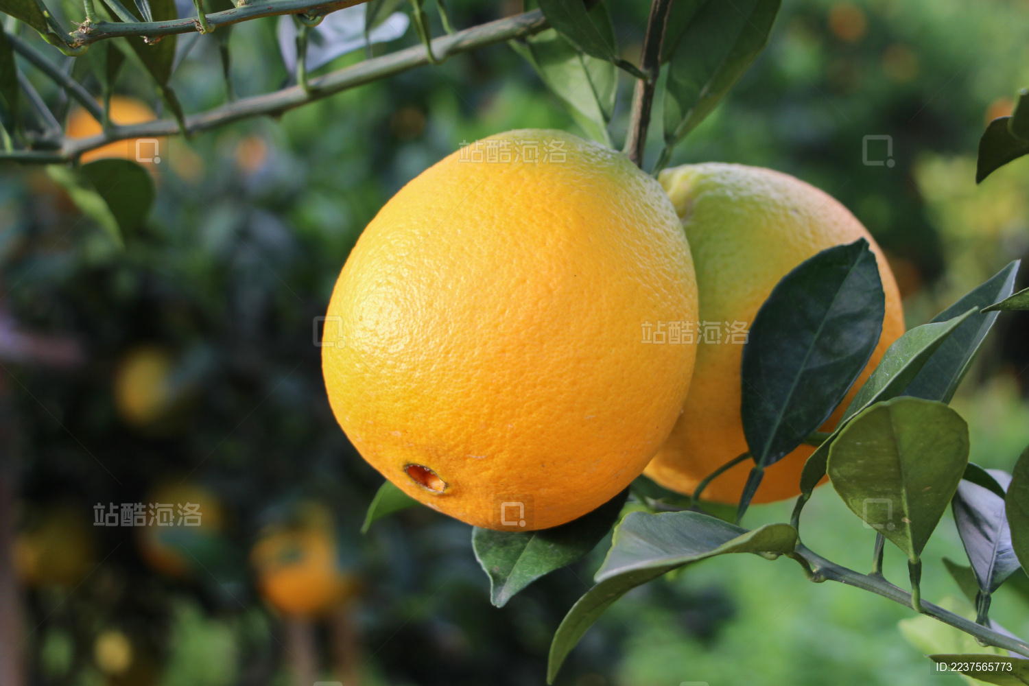 挂着枝头的纽荷尔脐橙