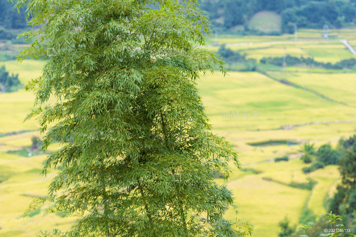 秋天成片黄灿灿的稻田前几株竹子的特写