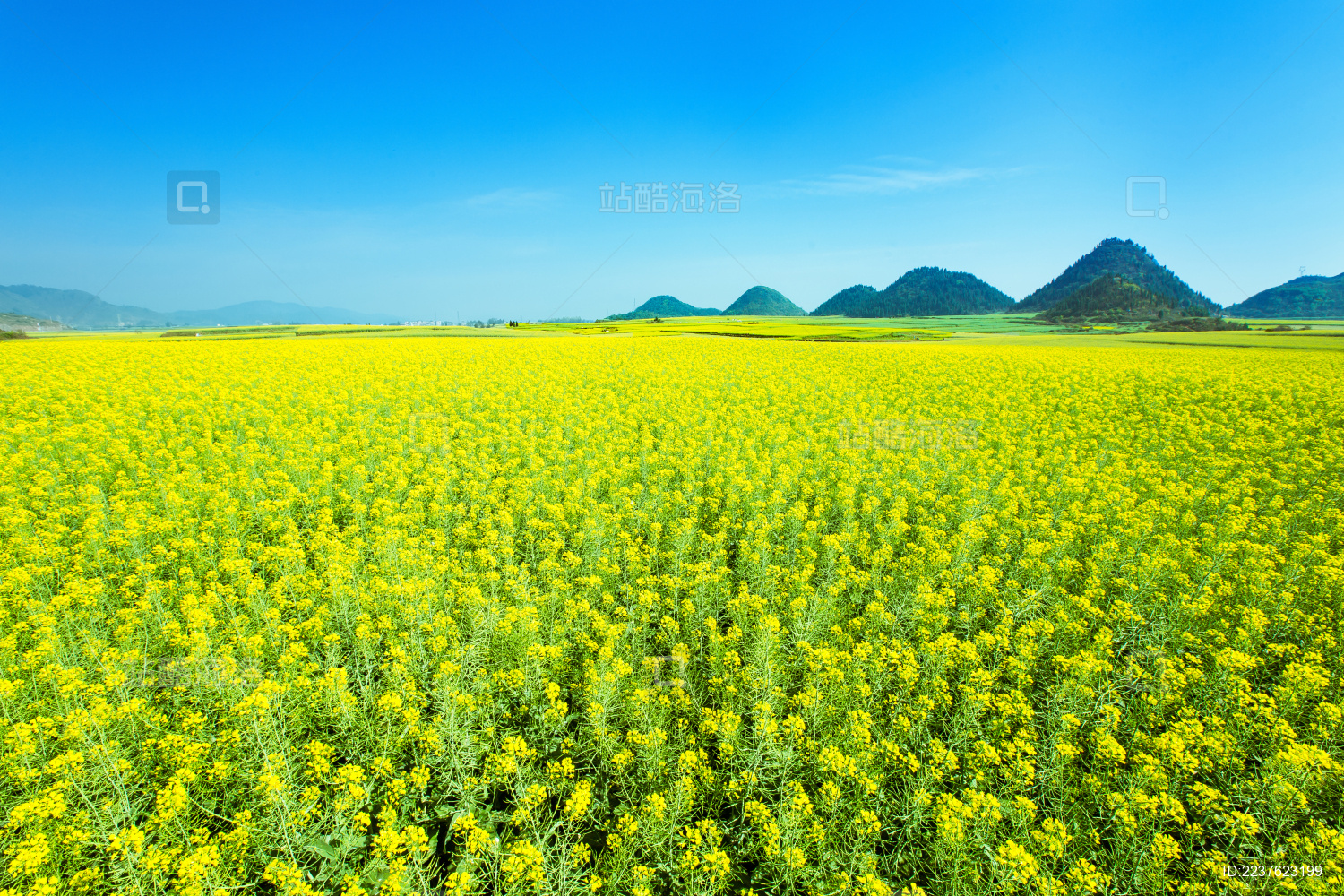 中国云南省罗平县春天盛开的油菜花 