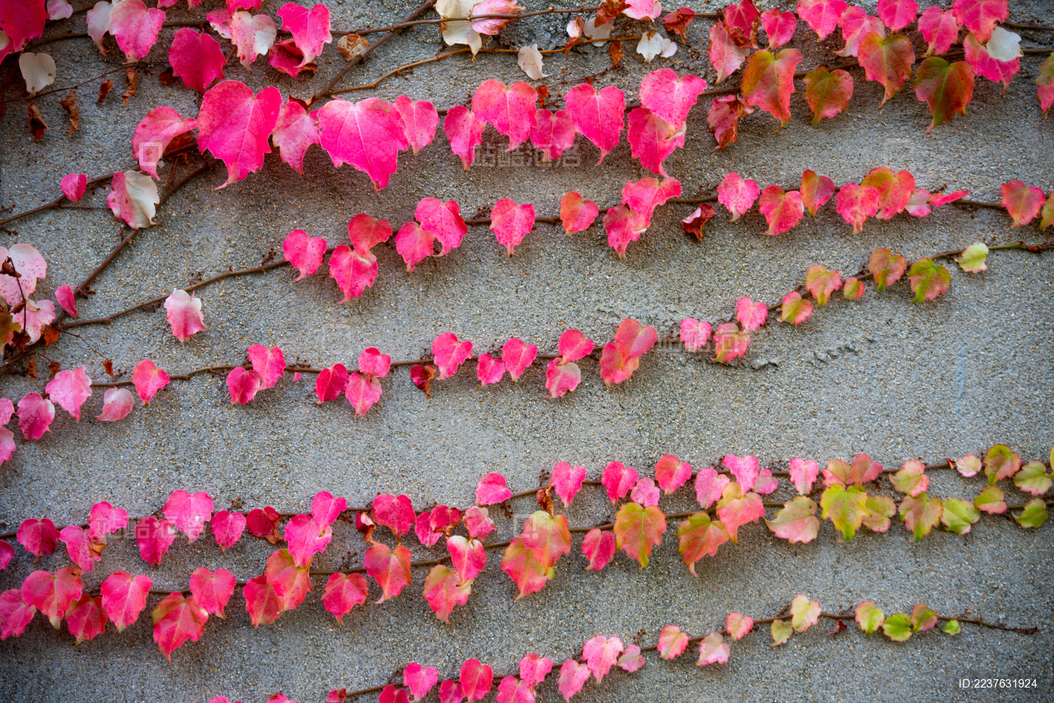 秋冬季节墙上红色的爬山虎