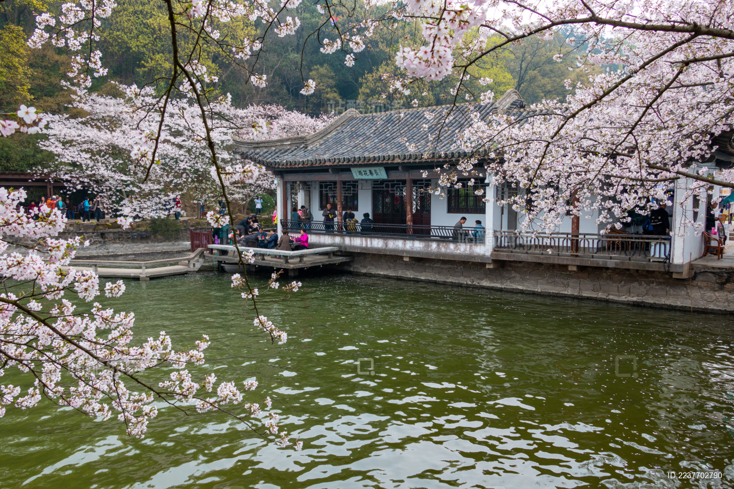 中国江苏省无锡市鼋头渚的樱花