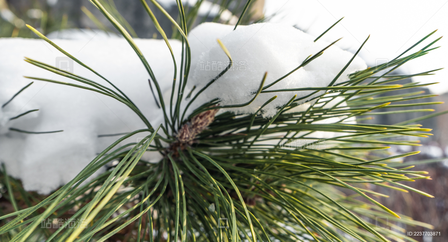 中国东北冬季户外松柏