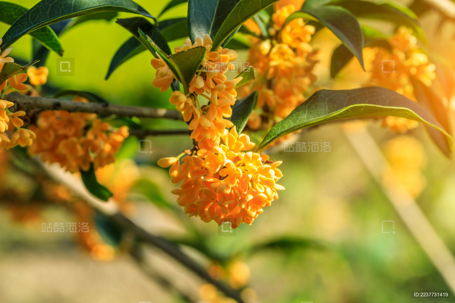 秋天田园里盛开的桂花