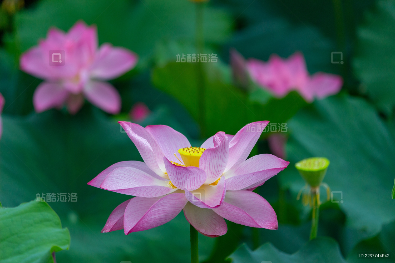 中国福建省福州市金山公园的荷花