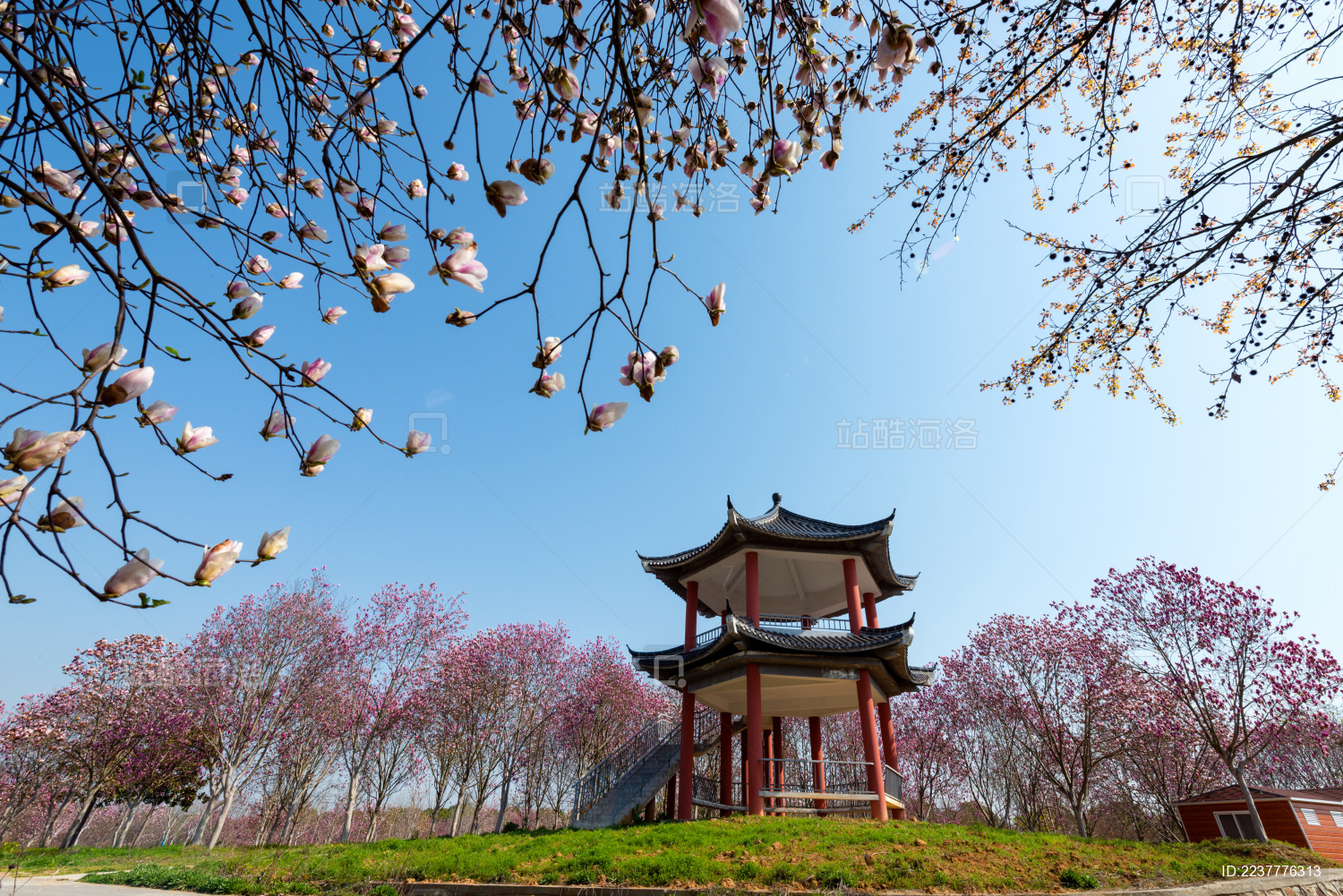 江苏南京掩映在开满粉色和白色花树下的亭子