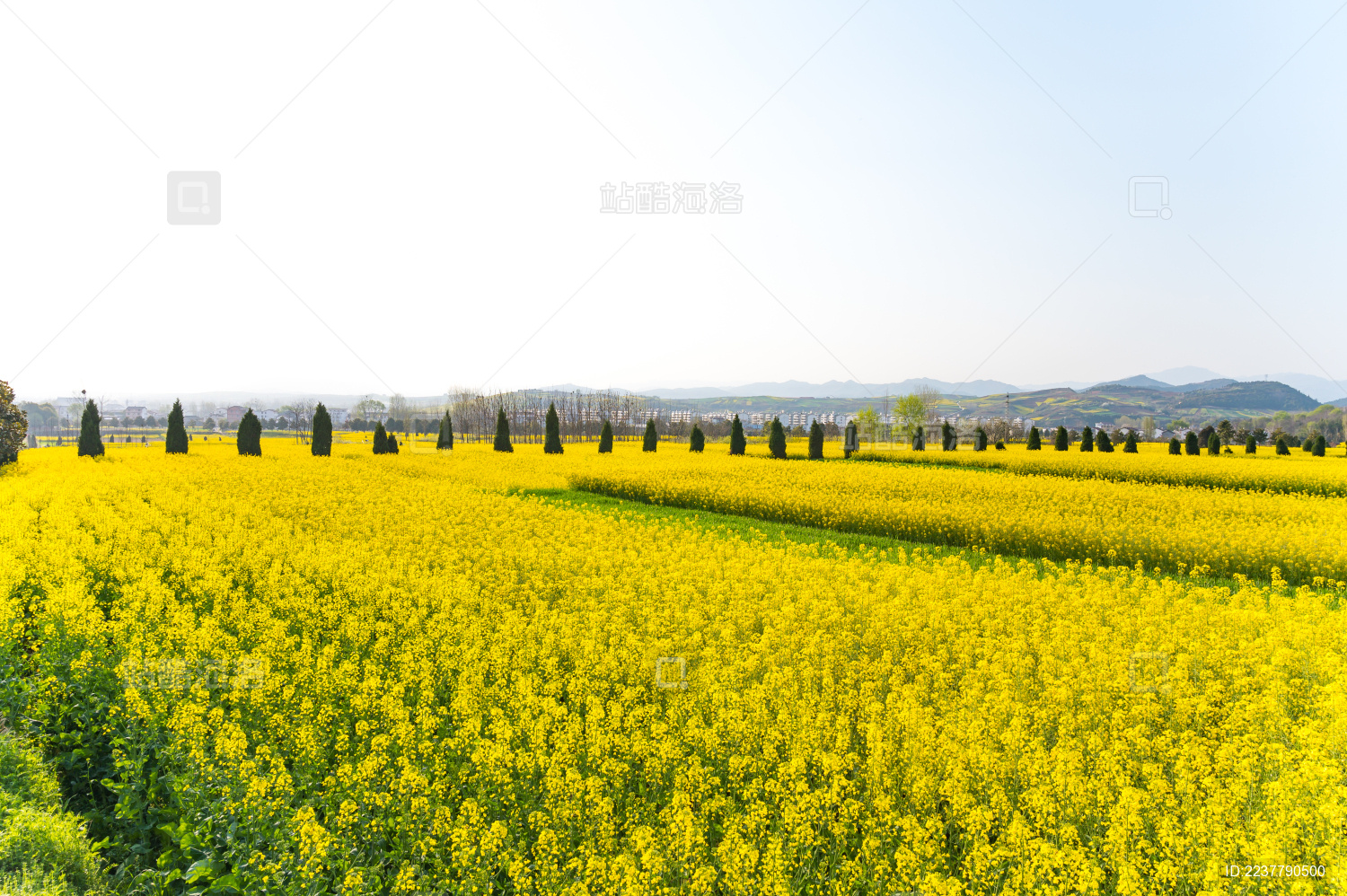 中国陕西省汉中市油菜花海