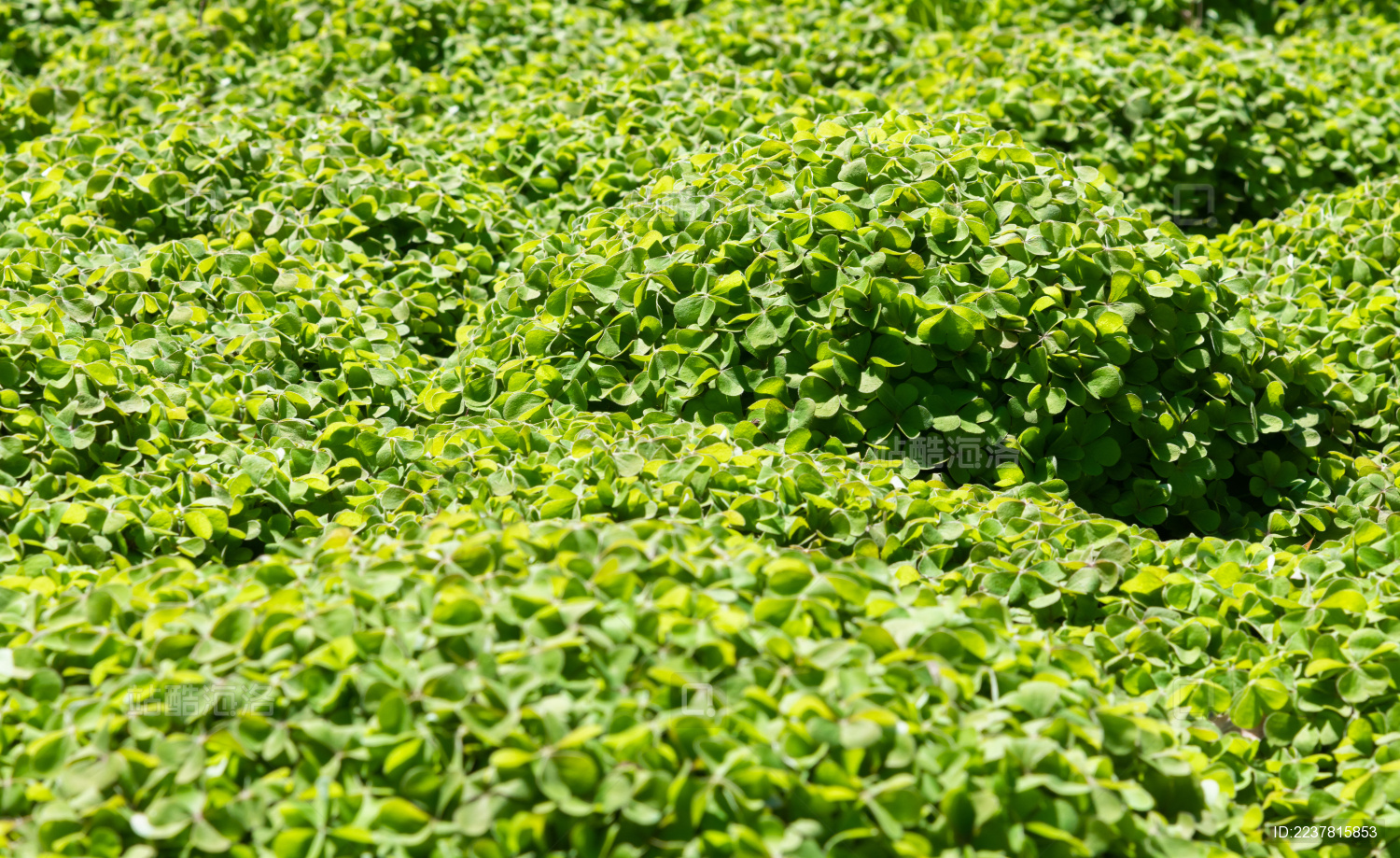 绿色自然幸运三叶草Shamrock背景