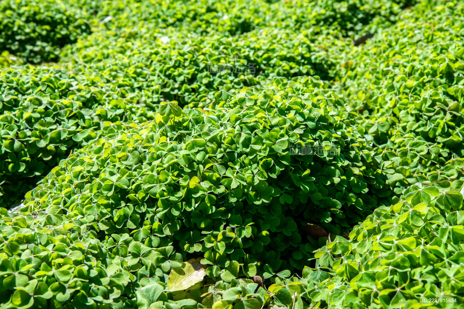 绿色自然幸运三叶草Shamrock背景