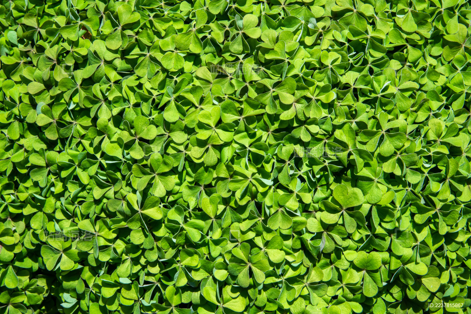 绿色自然幸运三叶草Shamrock背景