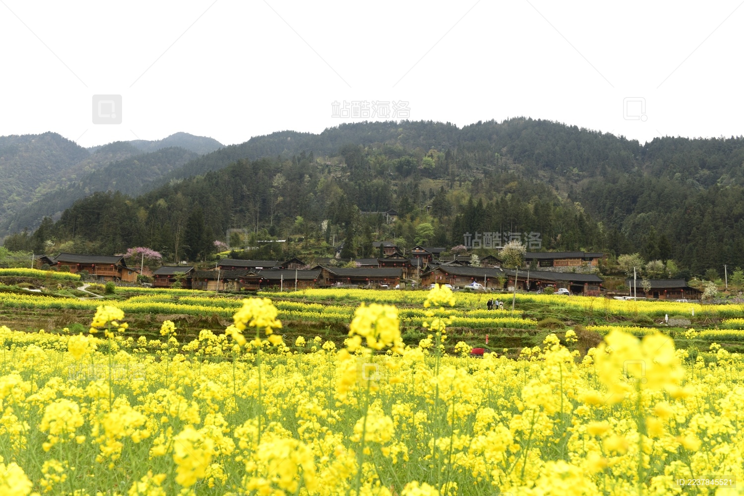 湖北省恩施市盛家坝镇二官寨景区油菜花
