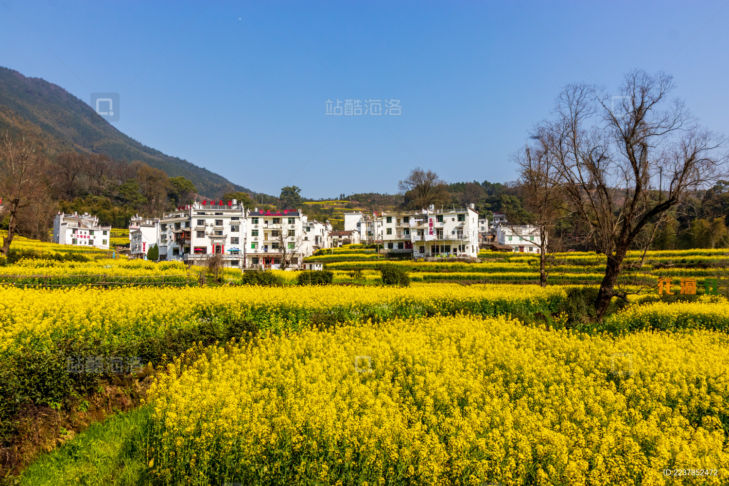 中国江西省婺源县江岭油菜花梯田