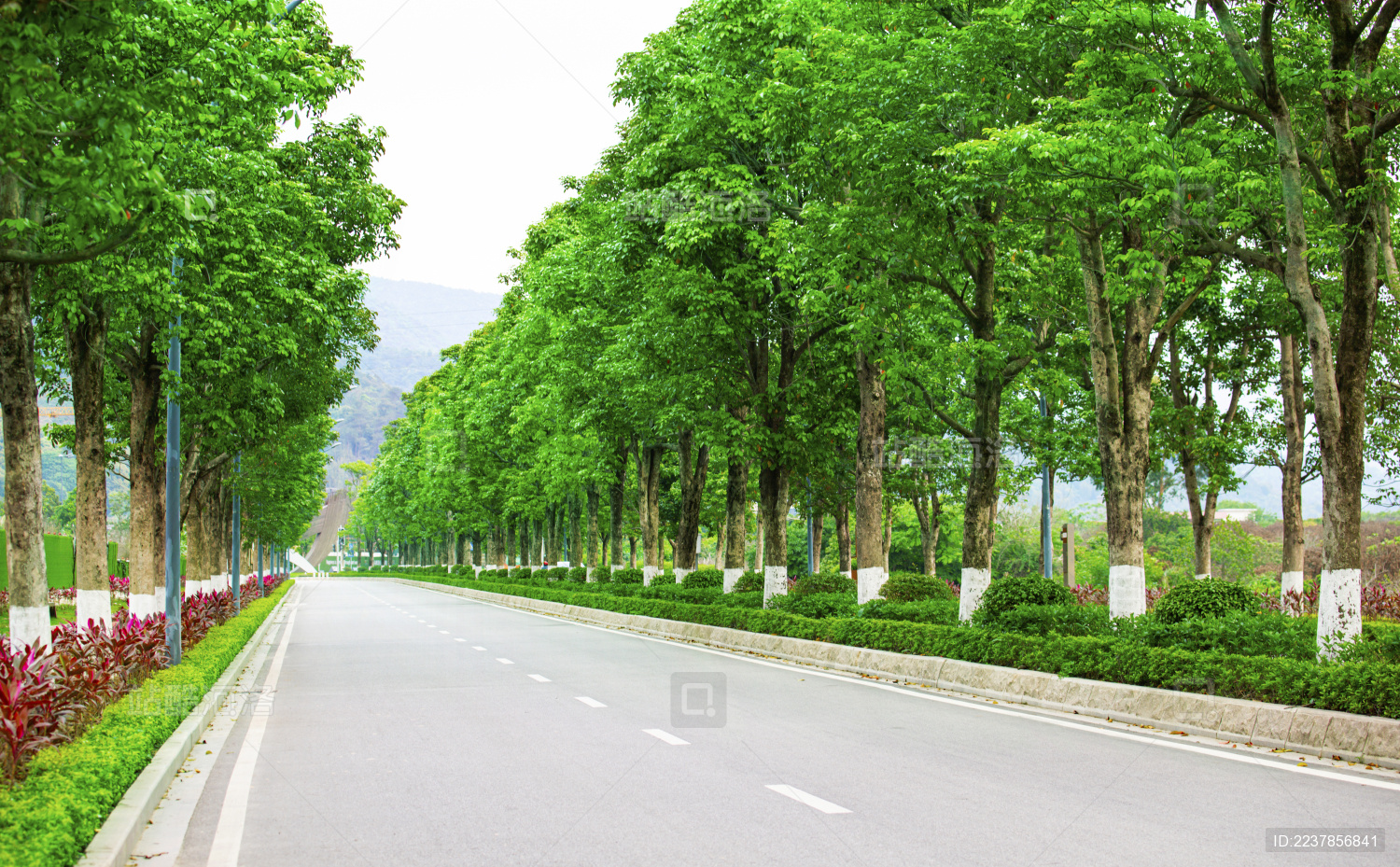 公路旁的一排整齐树木