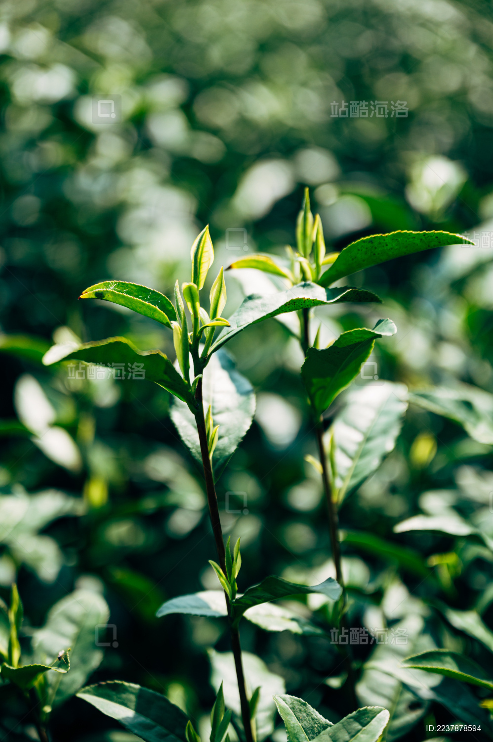 安吉茶园白茶嫩芽