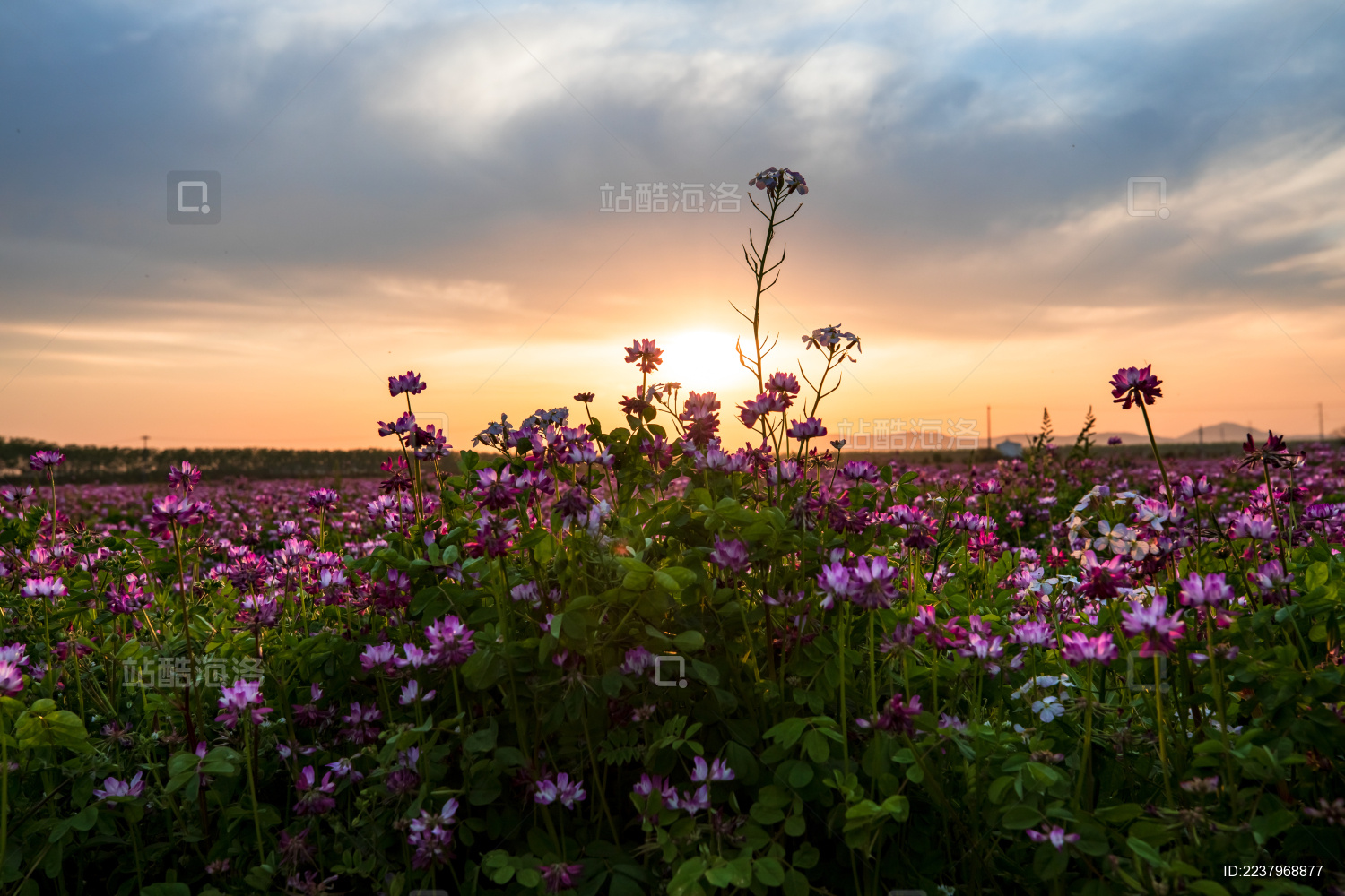 夕阳下的紫云英花海