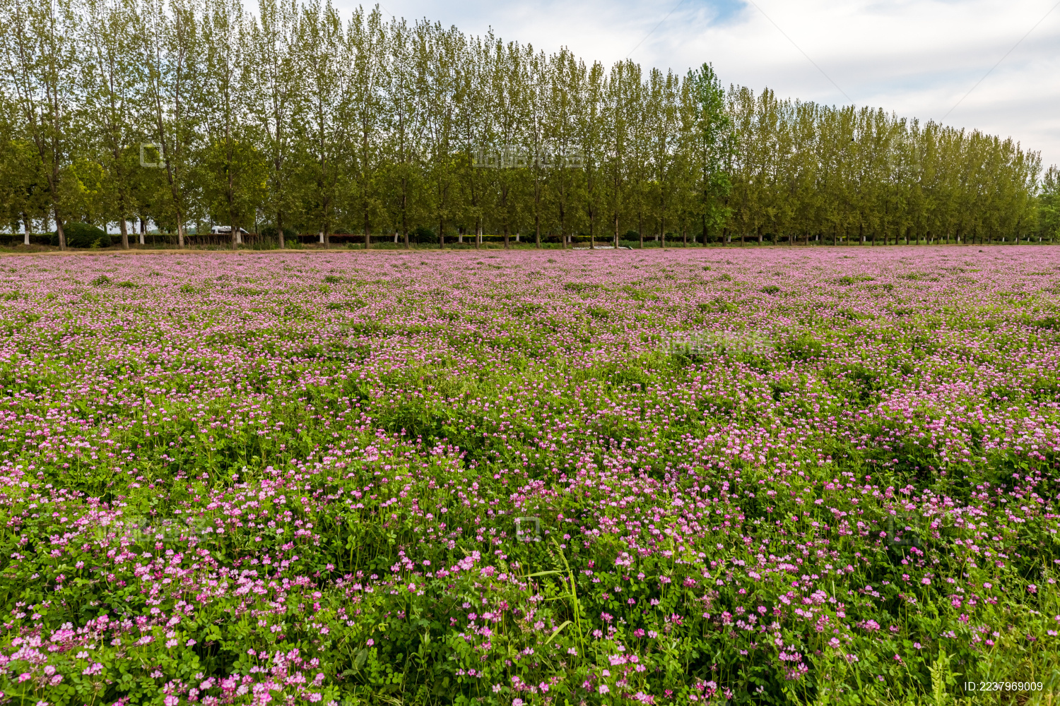 夕阳下的紫云英花海