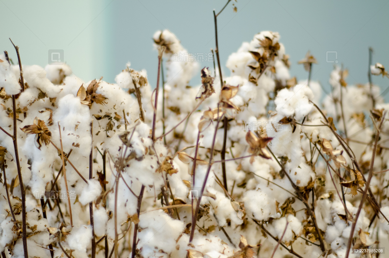 许多长在枝上的棉花