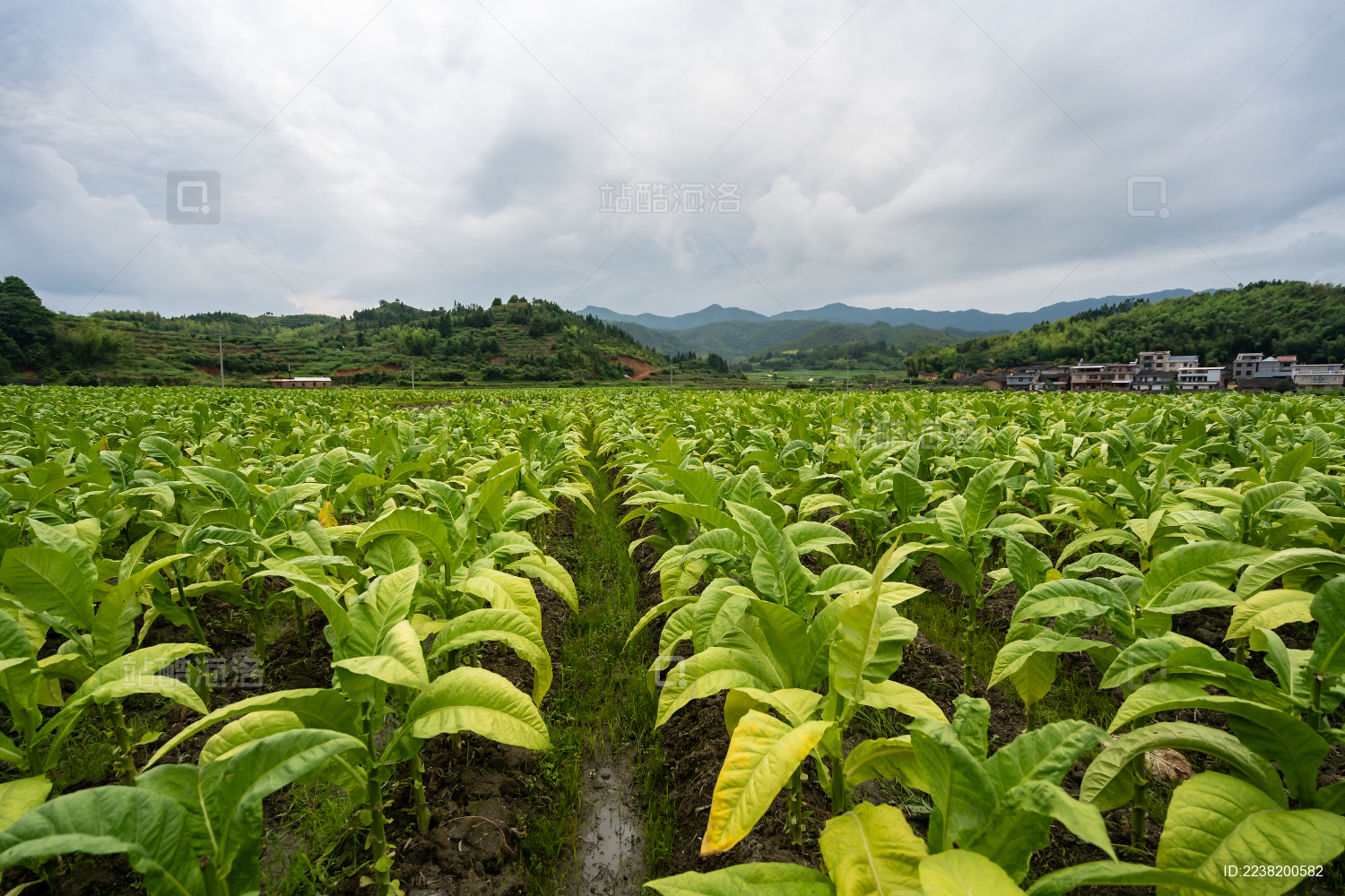 阴天下一大片待收获的烤烟田