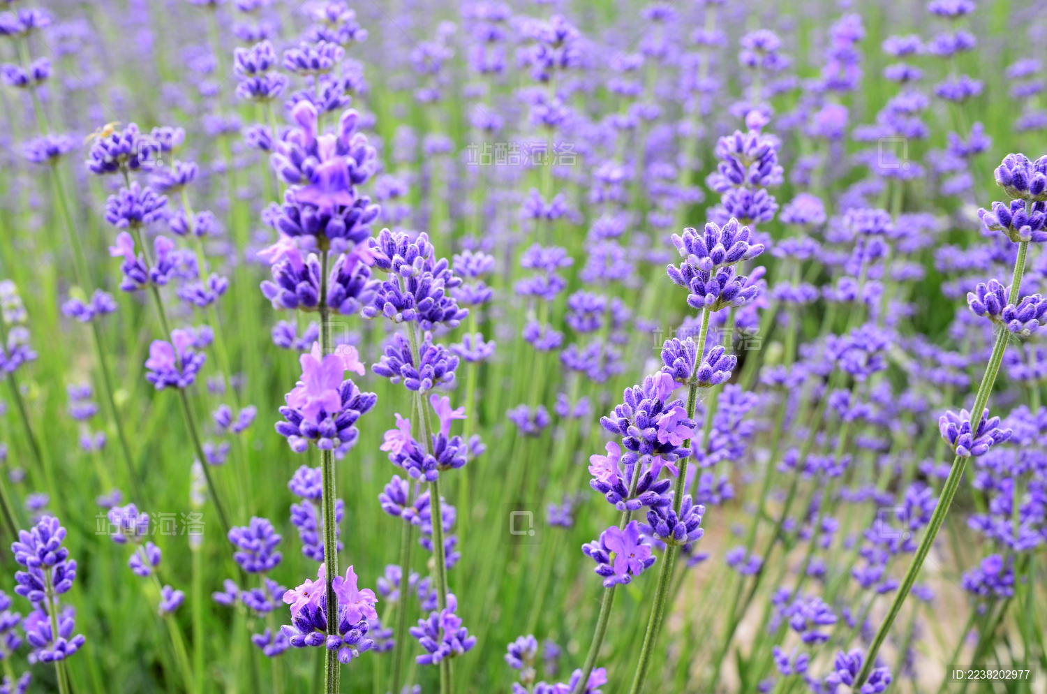 中国新疆伊犁霍城天山脚下的薰衣草